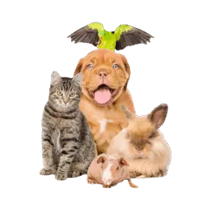 Pet Supplies